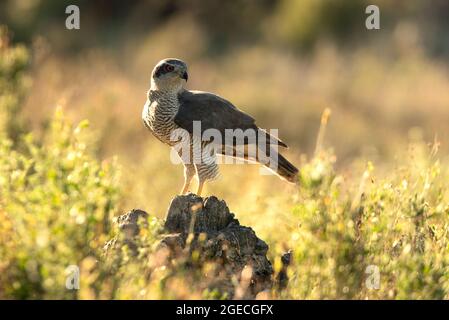 Erwachsener Rüde aus Nord-Habicht in einem Eichen- und Kiefernwald mit den letzten Lichtern des Nachmittags Stockfoto