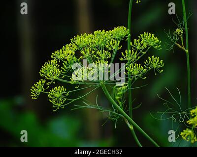 Blühender gelber Dill, im Gemüsegarten, mit verschwommenem Hintergrund Stockfoto