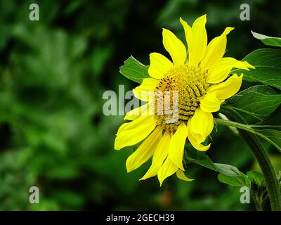 Eine gelb blühende Sonnenblume im Gemüsegarten, mit einem verschwommenen Hintergrund Stockfoto