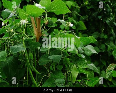 Läuferbohne im Gemüsegarten, mit weißen Blüten und grünen Läuferbohnen (Phaseolus coccineus), mit grünen Blättern Stockfoto