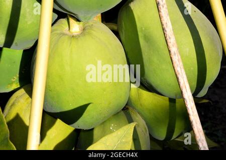 Papaya-Baum und Obsthaufen. Grüne Papaya-Frucht auf dem Baum. Sonnenschein auf den Feldern. Stockfoto