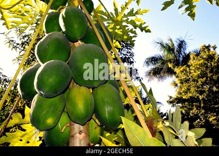 Papaya-Baum und Obsthaufen. Grüne Papaya-Frucht auf dem Baum. Sonnenschein auf den Feldern. Stockfoto