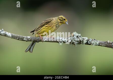 Erwachsene Frau Yellowhammer mit den letzten Abendlichtern auf ihrem Lieblingsbarsch Stockfoto