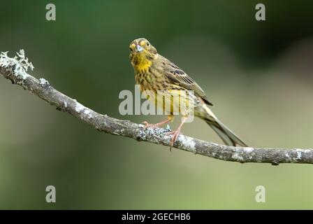 Erwachsene Frau Yellowhammer mit den letzten Abendlichtern auf ihrem Lieblingsbarsch Stockfoto