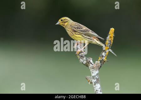 Erwachsene Frau Yellowhammer mit den letzten Abendlichtern auf ihrem Lieblingsbarsch Stockfoto