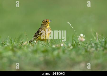 Erwachsene Frau Yellowhammer mit den letzten Abendlichtern auf ihrem Lieblingsbarsch Stockfoto