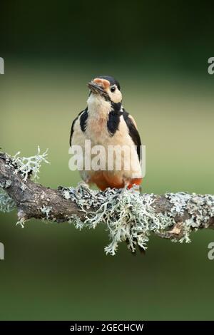 Weibchen Buntspecht in einem Eichenwald mit den letzten Lichtern des Tages Stockfoto