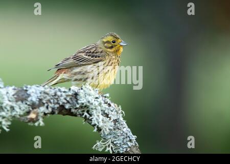 Erwachsene Frau Yellowhammer mit den letzten Abendlichtern auf ihrem Lieblingsbarsch Stockfoto