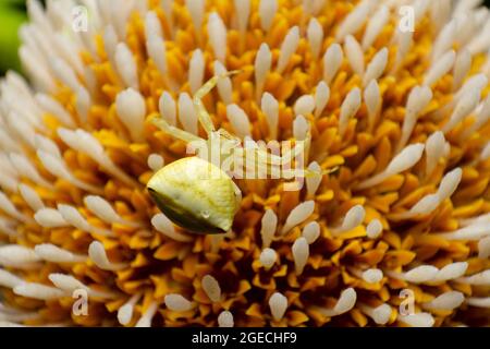 Krabbenspinne, Thomsidae-Arten auf der Blüte des Kadamba-Baumes, Pirangut, Maharashtra Stockfoto