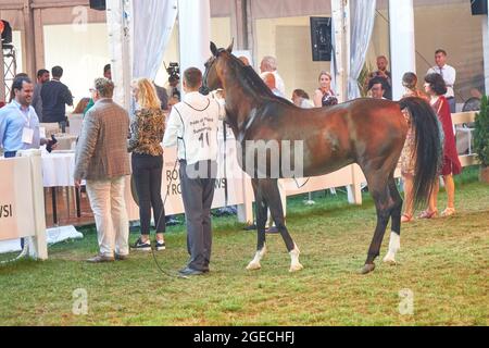 Der Auktionator gratuliert dem Gewinner, der den Favoriten des Pride of Poland Sale 2021 - Horse Equator gekauft hat. Dieses Pferd ist ein Siegerhengst, dessen maskulines Aussehen auf der ganzen Welt anerkannt wurde. Als eine lange Tradition wurde das Fest mit der Versteigerung von reinen blutigen arabischen Pferden aus dem Gestüt in Janów Podlaski gefeiert, das einige der schönsten und teuersten reinen gezüchteten arabischen Pferde der Welt beherbergt. Stockfoto