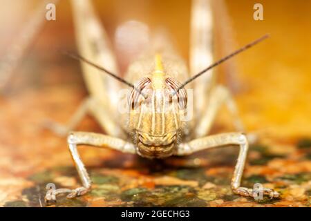 Grünliche Heuschrecke auf gelbem Hintergrund. Grasshopper-Insekt in Nahaufnahme direkt gesehen. Der Kopf perfekt fokussiert mit dem Rest des Körpers aus fo Stockfoto