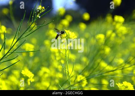 Eine Biene pflückt Pollen aus Senfblüten. Schöne gelbe Senfblüten Stockfoto