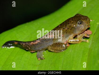 Malabar Gliding Frog Kaulquappe, Rhacophorus malabaricus, Amboli, Maharashtra, Indien Stockfoto