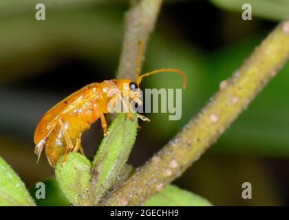 Orangenkäfer, Aulacophora femoralis, Amboli, Maharashtra, Indien Stockfoto