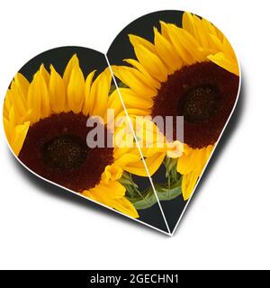 Zwei Sonnenblumen in Herzform Stockfoto