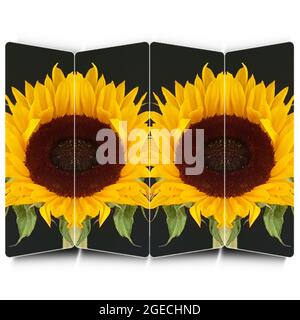 Zwei Sonnenblumen Stockfoto
