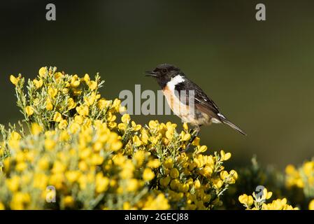 Männchen gewöhnlicher Steinechat an seinem Lieblingsbarsch in seinem Brutgebiet mit dem ersten Licht der Dämmerung Stockfoto