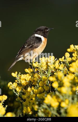 Männchen gewöhnlicher Steinechat an seinem Lieblingsbarsch in seinem Brutgebiet mit dem ersten Licht der Dämmerung Stockfoto