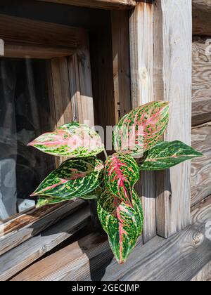 Aglaonema, Zimmerpflanze. Aglaonema-Pflanze hat grün-rosa-rot-gelb gestreift, grünen Rand und Wassertropfen. Selektiver Fokus Stockfoto