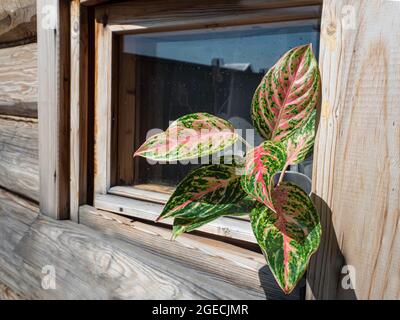 Aglaonema, Zimmerpflanze. Aglaonema-Pflanze hat grün-rosa-rot-gelb gestreift, grünen Rand und Wassertropfen. Selektiver Fokus Stockfoto