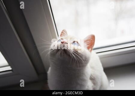 Ein weißes Kätzchen mit blauen Augen sitzt auf der Fensterbank und blickt aus dem Fenster. Stockfoto