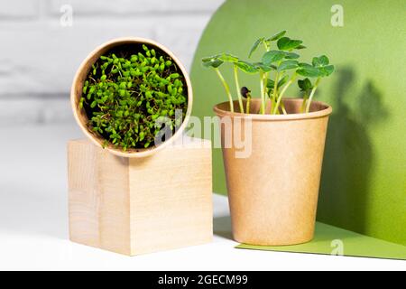 Microgreen Pflanzen in Papier Öko-Cup in Holz Podium. Modernes, trendiges Konzept der Groowing-Küche. Junge grüne Sprossen. Gesunde Ernährung Konzept. Heller Ziegel Stockfoto