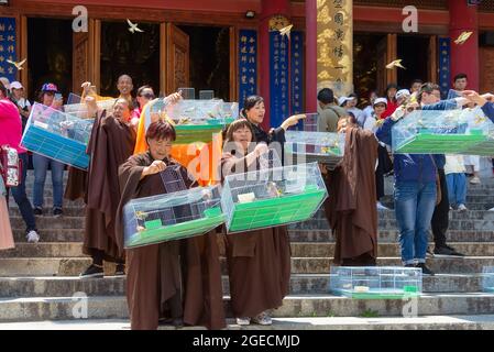 Dali, China - 25. April 2019: Eine Gruppe buddhistischer Gläubiger erfüllt die Zeremonie der Befreiung des Lebens in der Daxiong Hall im Chongsheng Tempel Stockfoto