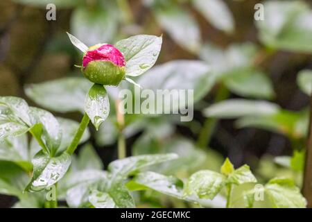 Eine dunkelrosa Pfingstrose, die im Frühsommer zur Blüte bereit ist Stockfoto