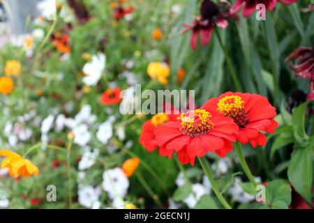 Rote Blumen in einem Gartenbett. Stockfoto