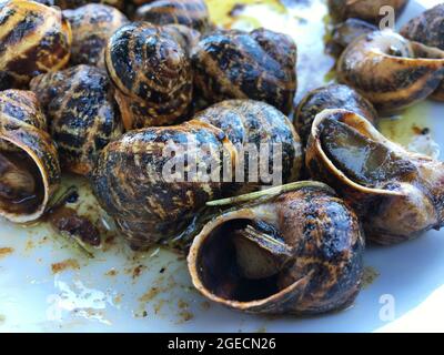 Gebackene Schnecken mit Rosmarin auf einem weißen Teller. Selektiver Fokus Stockfoto