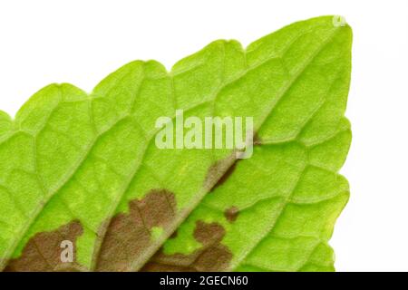 Nahaufnahme des Blattes der Coleus-Pflanze mit den Venenmustern Stockfoto