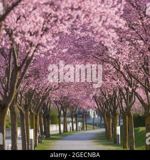 Allee mit blühenden Bäumen im Frühjahr Stockfoto
