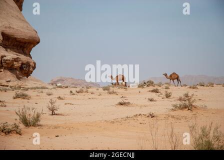 Eine Herde von Dromedar oder arabische Kamele (Camelus dromedarius) zu Fuß in der Wüste. Im Wadi Rum, Jordanien fotografiert. Stockfoto