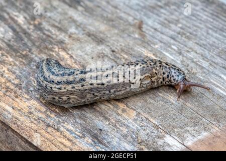 Leopardschnecke, LiMax maximus, zeigt deutlich das Pneumostom oder die atmende Pore auf der rechten Seite, durch die das Tier atmet. Stockfoto