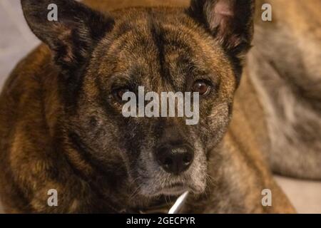 Ein Hund starrte die Kamera aufmerksam an und bettelte um etwas, während er auf dem Fliesenboden lag. Stockfoto