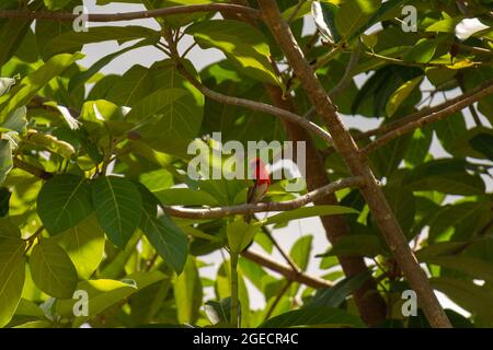 Ein kleiner Mauritius-Fody (Foudia rubra), der auf einem Zweig eines großen Baumes in freier Wildbahn auf den Seychellen thront. Stockfoto