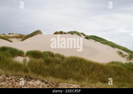 Råbjerg Mile, eine wandernde Küstendüne in Jütland, Dänemark Stockfoto