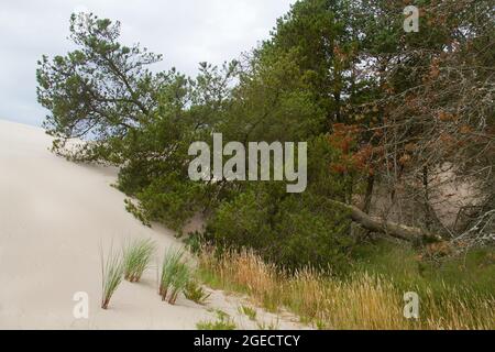 Råbjerg Mile, eine wandernde Küstendüne, die den angrenzenden Wald absorbiert Stockfoto