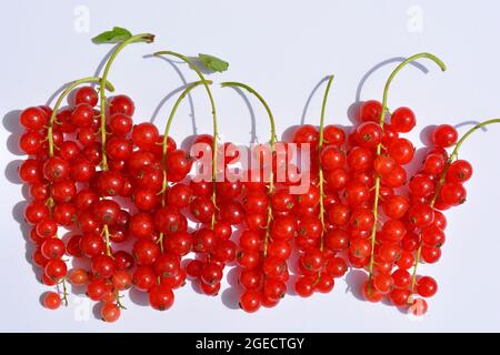 Frisch gepflückte rote Bio-Johannisbeeren, Ribes rubrum Stockfoto