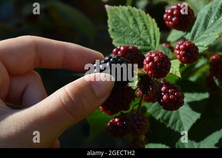 Pflücken von dornlosen Brombeeren, auch bekannt als Rubus ulmifolius Stockfoto