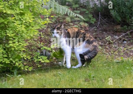 Erwachsene braune schwarze und weiße Katze, die am Rand eines Grasrasen erschrocken aussahen Stockfoto