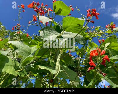 Scarlet Runner Bohnen, auch bekannt als Phaseolus coccineus, wachsen auf Spalieren Stockfoto