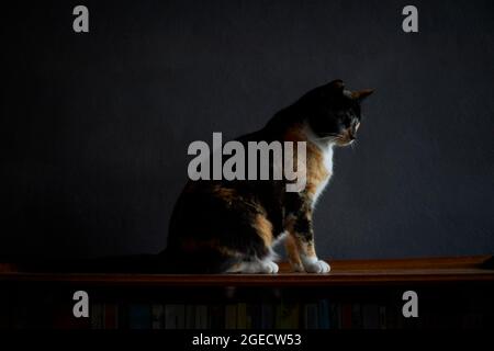 Seitenansicht Porträt der Hausschildkröte Muschel Katze in Holzoberfläche, sauber dunklen Hintergrund Stockfoto