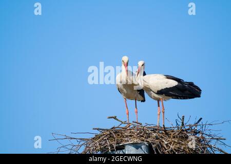 Störche stehen am sonnigen Tag im Nest Stockfoto
