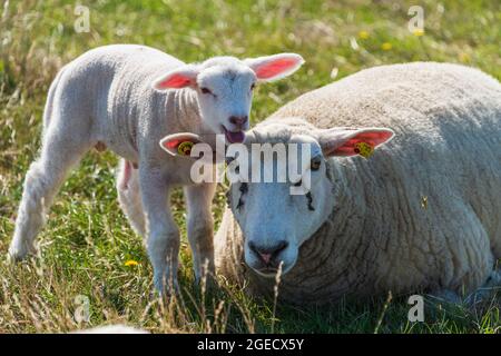 Mutterschaf mit Lamm auf einer Weide Stockfoto