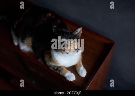 Ansicht von oben nach unten der Schildkrötenmuschel Hauskatze auf Holzoberfläche Stockfoto