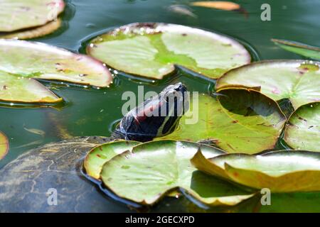 Wien, Österreich. Rotohr-Schildkröte (Trachemys scripta elegans) Stockfoto