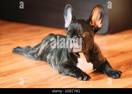 Junge Schwarze Französische Bulldogge Hund Welpen Mit Geschlossenen Augen Sitzt Auf Laminatboden Indoor Home. Lustige Hund Schwarz Französisch Bulldogge Hund Welpen Baby. Stockfoto