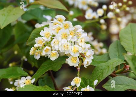 Zweig der Vogelkirsche im Frühjahr, mit weißen Blüten, aus nächster Nähe Stockfoto
