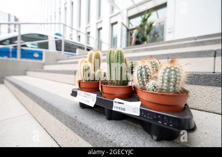 Offenbach, Deutschland. August 2021. Kakteen sollen bei einer Führung durch das neue Polizeihauptquartier in Südosthessen auf einen Bürostand auf einer Treppe verlegt werden. Quelle: Sebastian Gollnow/dpa/Alamy Live News Stockfoto